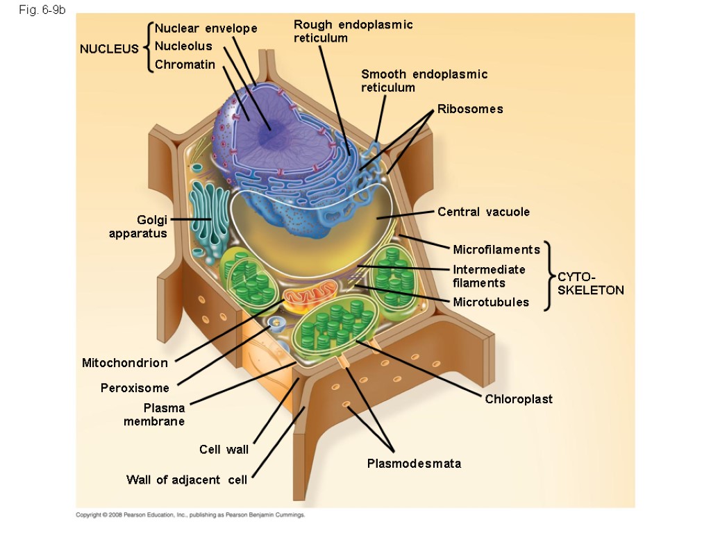 Fig. 6-9b NUCLEUS Nuclear envelope Nucleolus Chromatin Rough endoplasmic reticulum Smooth endoplasmic reticulum Ribosomes